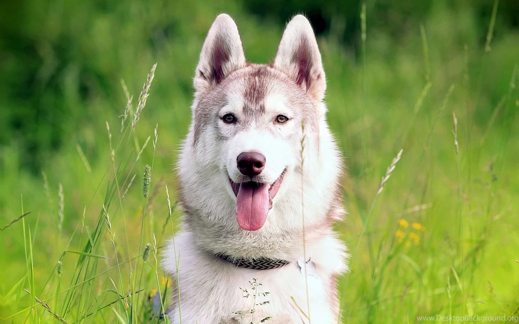 Siberian husky wallpaper hd 130808 1920x1200 1.jpg