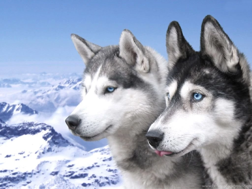 Siberian Husky Dogs In The Mountains Photo And Wallpapers ...