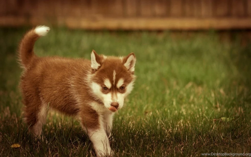 CUTE SIBERIAN HUSKY WALLPAPER WALF1005