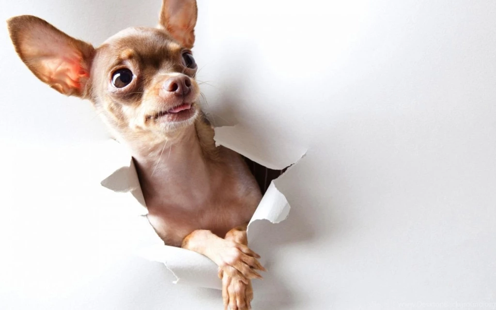 Cute Puppy