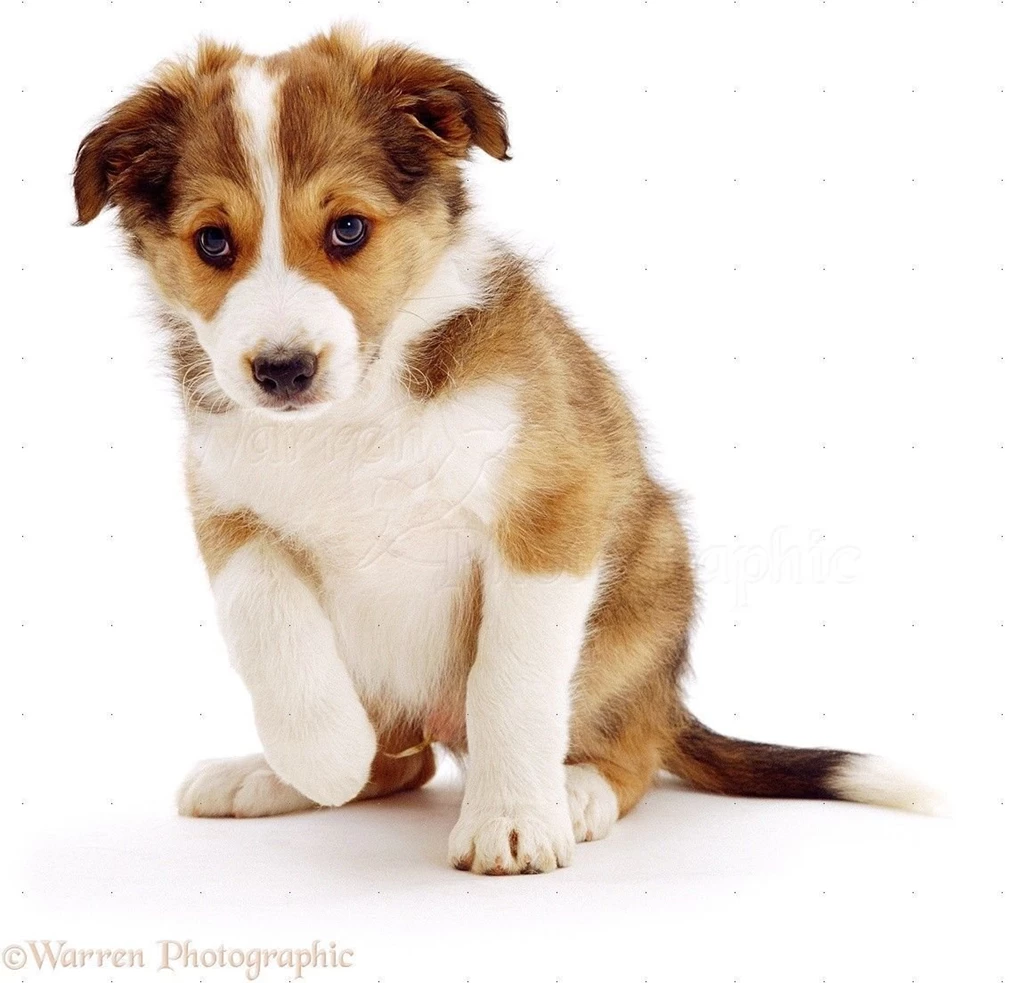 Dog: Cute Puppy Photo WP01145