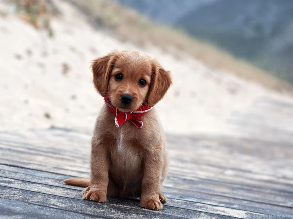German shepherd puppy