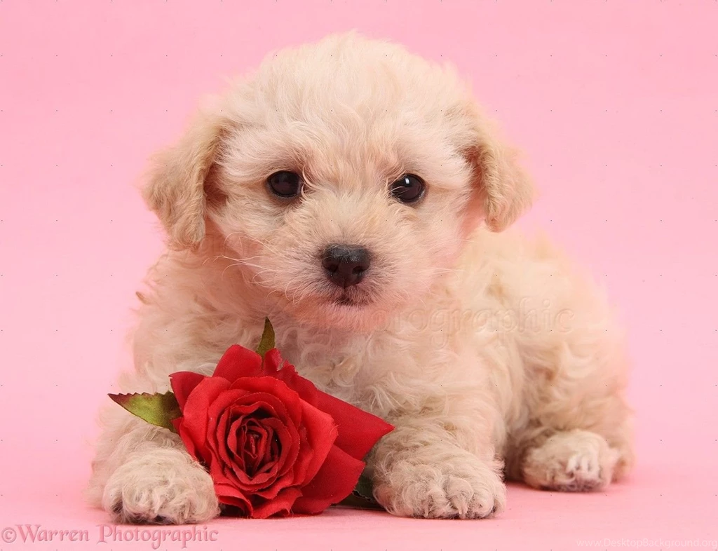 Dog: Cute Valentine Puppy With Rose On Pink Backgrounds Photo WP37872