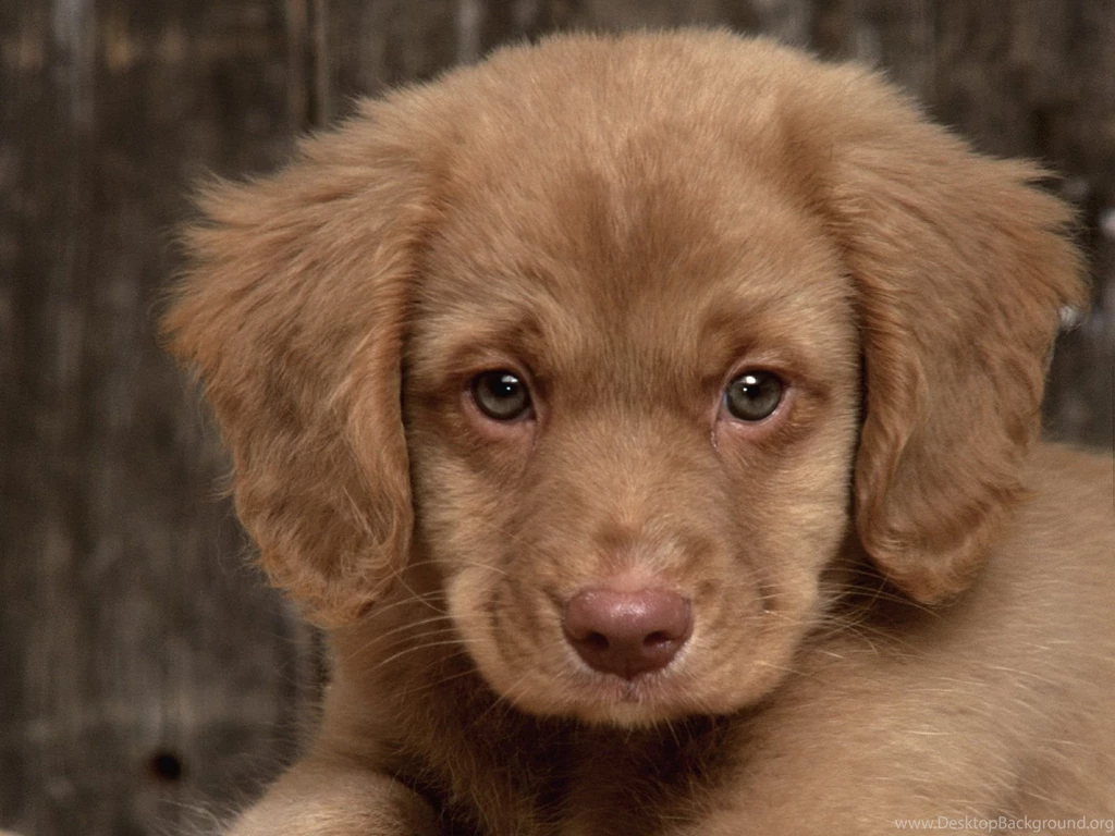 Cute Puppy