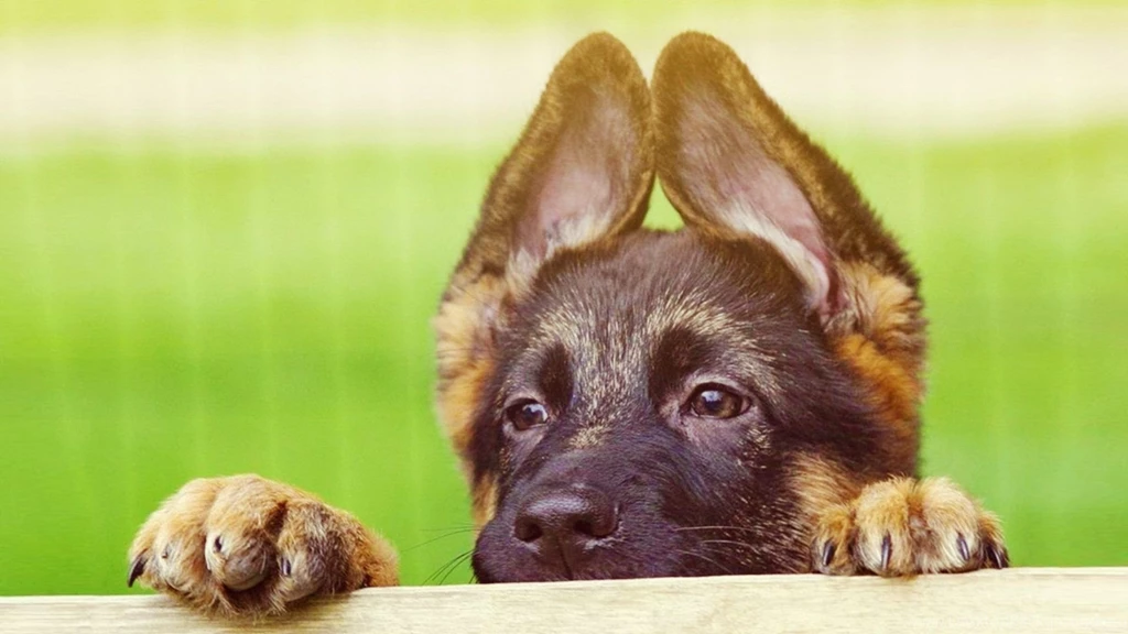 Download Wallpapers 1920x1080 Puppy, Face, Ears, Cute Full HD 1080p ...