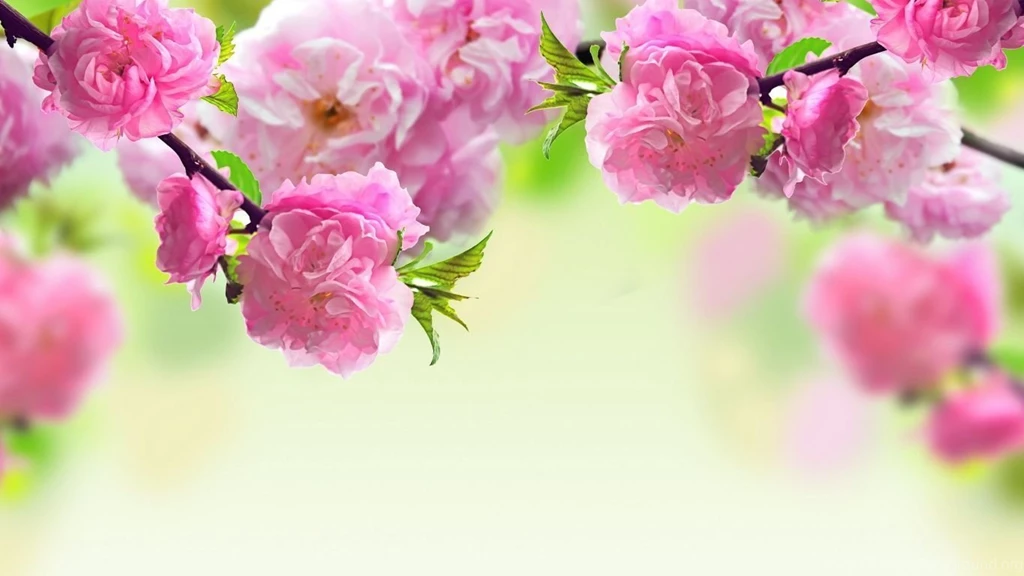 1366x768 Spring Flowers Backgrounds Wallpapers