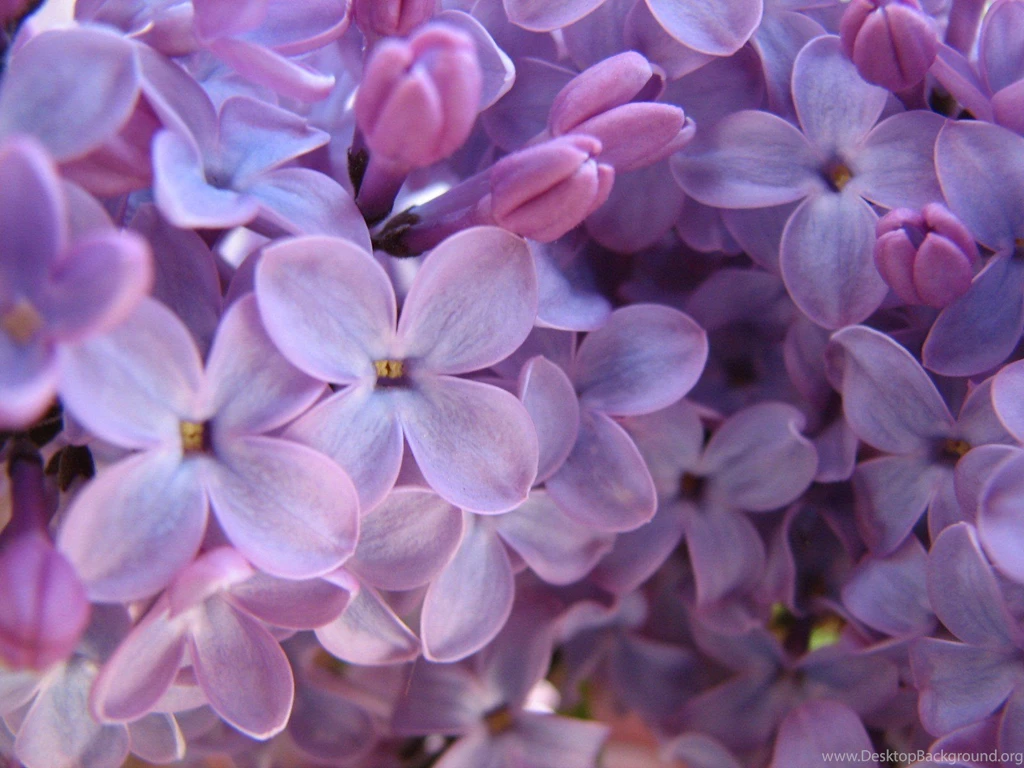 Free Wallpapers For Desktop Computer: Desktop Wallpapers Free Free ...