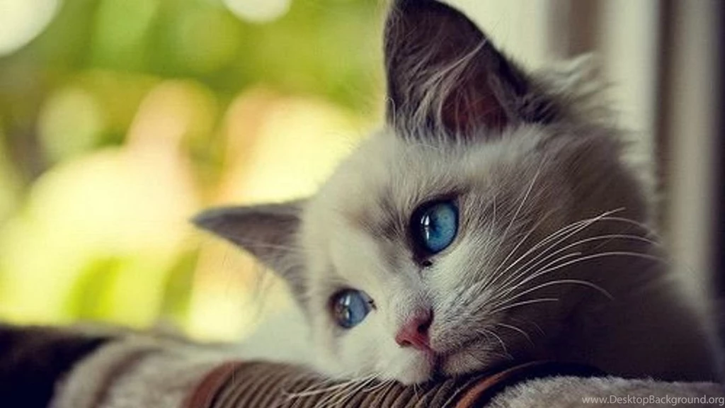 Cute Cat Images Gallery