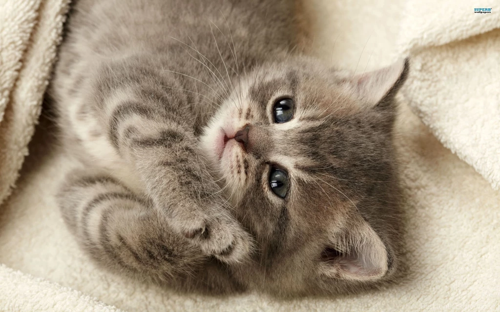 Cute Kitten Blanket Cat Wallpapers Cute Cat Wallpapers ...