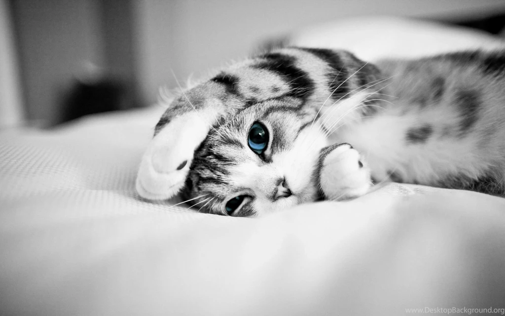 Cute Cat Wallpapers