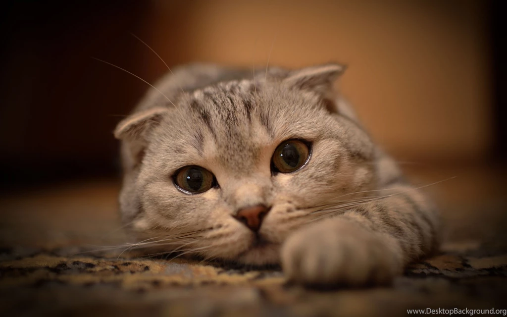 Cute Cat Eyes Wallpapers Pictures Photos Images PowerballForLife