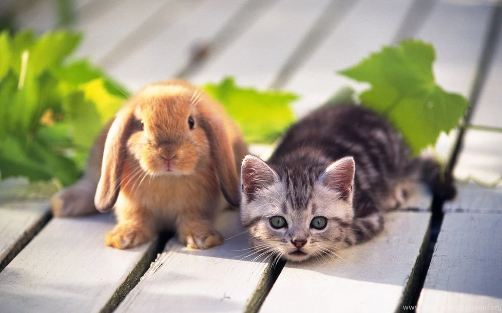 Cute Cats Desktop Wallpapers Free Obtain HD Images New