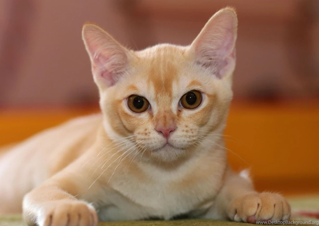 Hd Cat Wallpapers, Kitten Images, Free Cat Images, Claw, Hairy ...