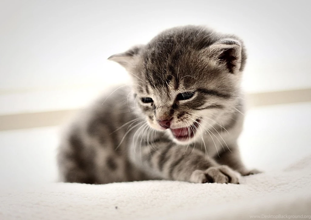 Hd Cat Wallpapers, Kitten Images, Cute Cat Photos, Free Cat Images ...
