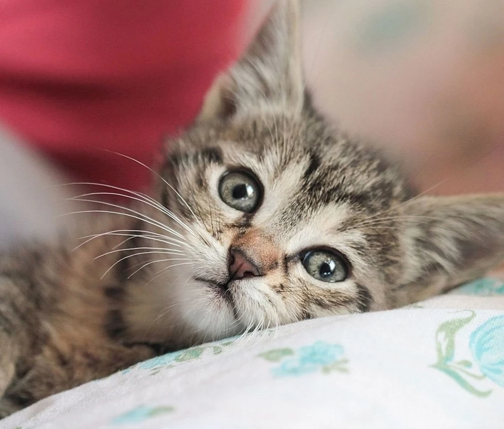 Cute Cat Wallpapers, Lovely Animals, Kitten Images, Claws, Funny ...