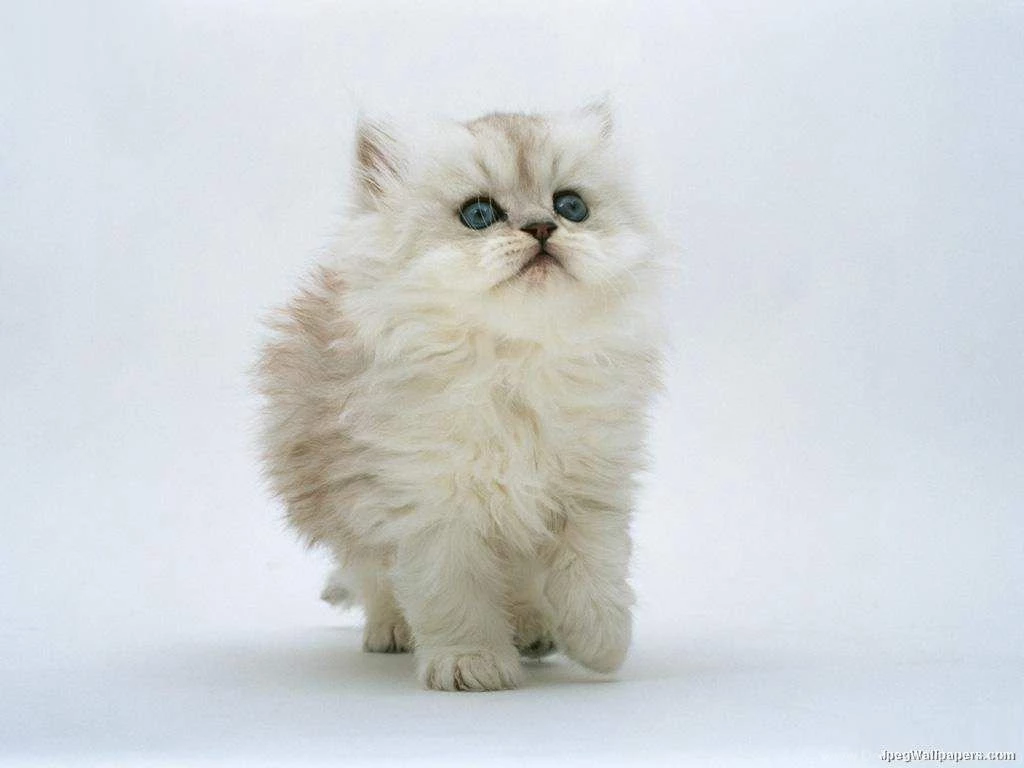 Hd Wallpapers Cute White Cats Wallpapers Cute Cat Wallpapers