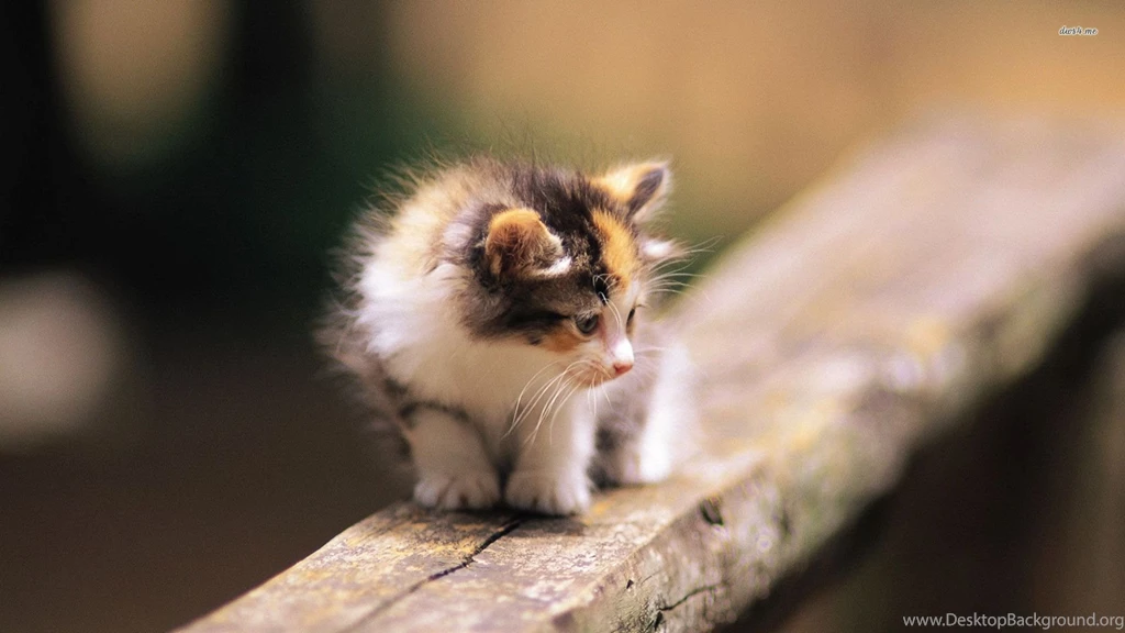 Cute Cat Wallpapers   Animal Wallpapers