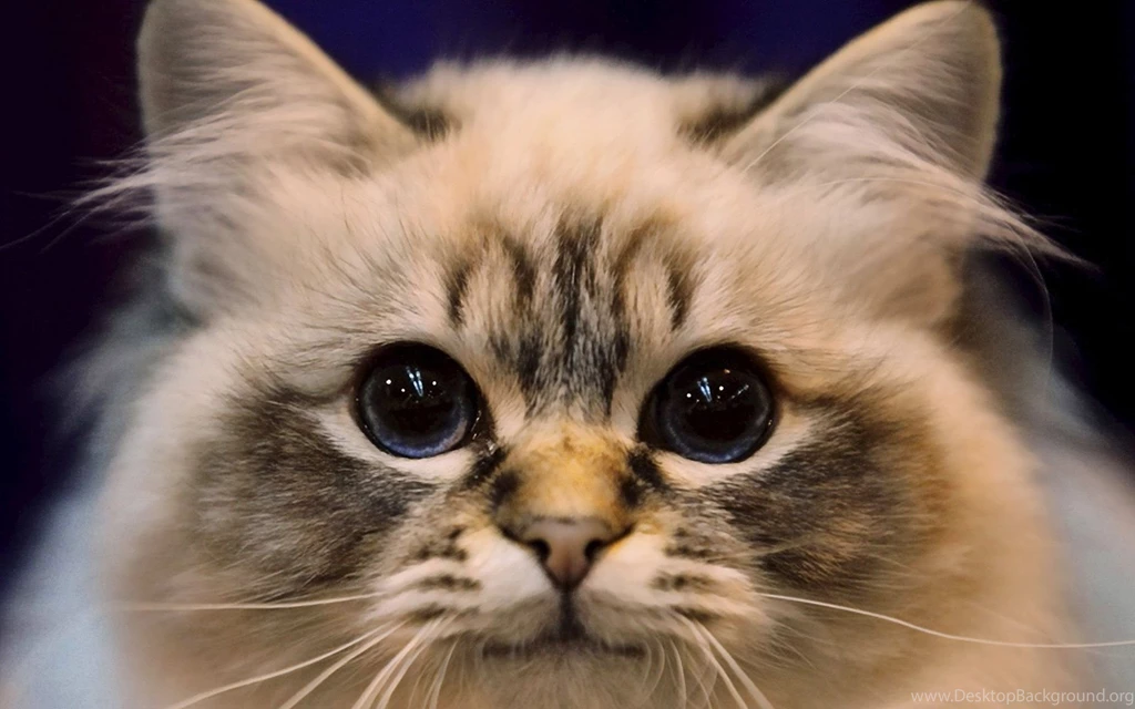 Cute cat wallpaper.jpg