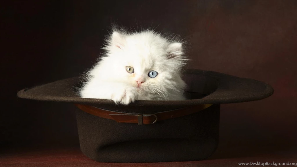 50 Free HD Cat Wallpapers