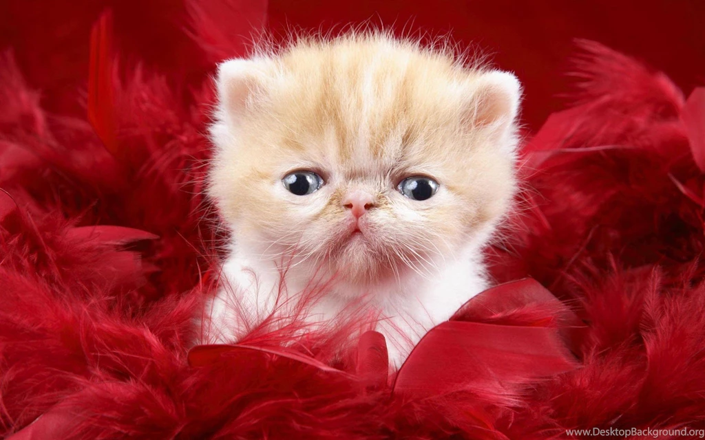 Cute Cat 1 Cats Wallpapers