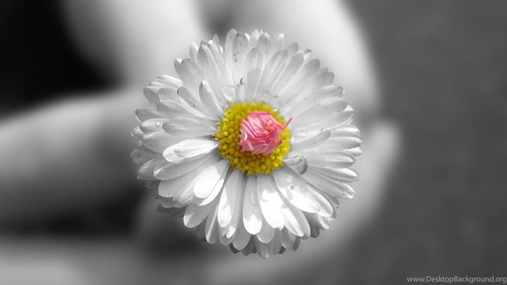 Desktop Wallpapers · Gallery · HD Notebook · Laptop Backgrounds ...
