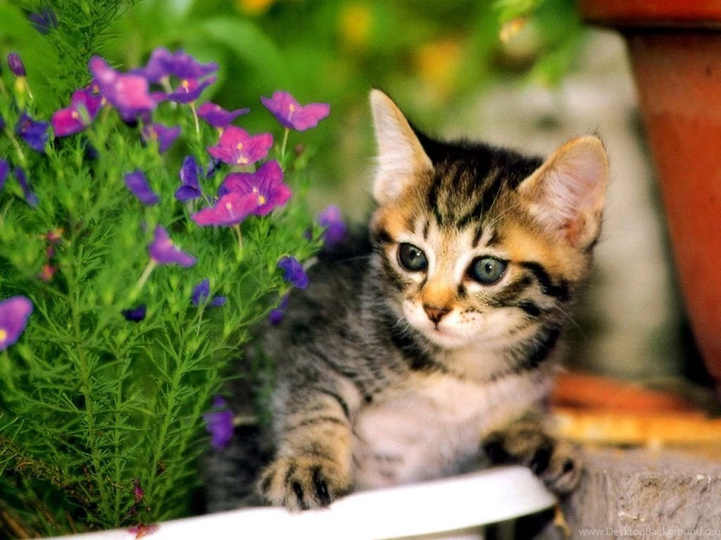 In The Garden Cute Kittens Wallpapers 9820380 Fanpop PowerballForLife