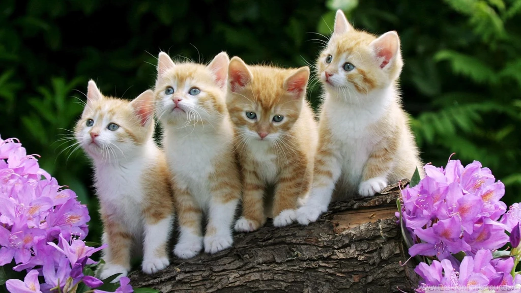 Download Kittens Wallpapers Cats Animals Wallpapers 1680x1050 ...