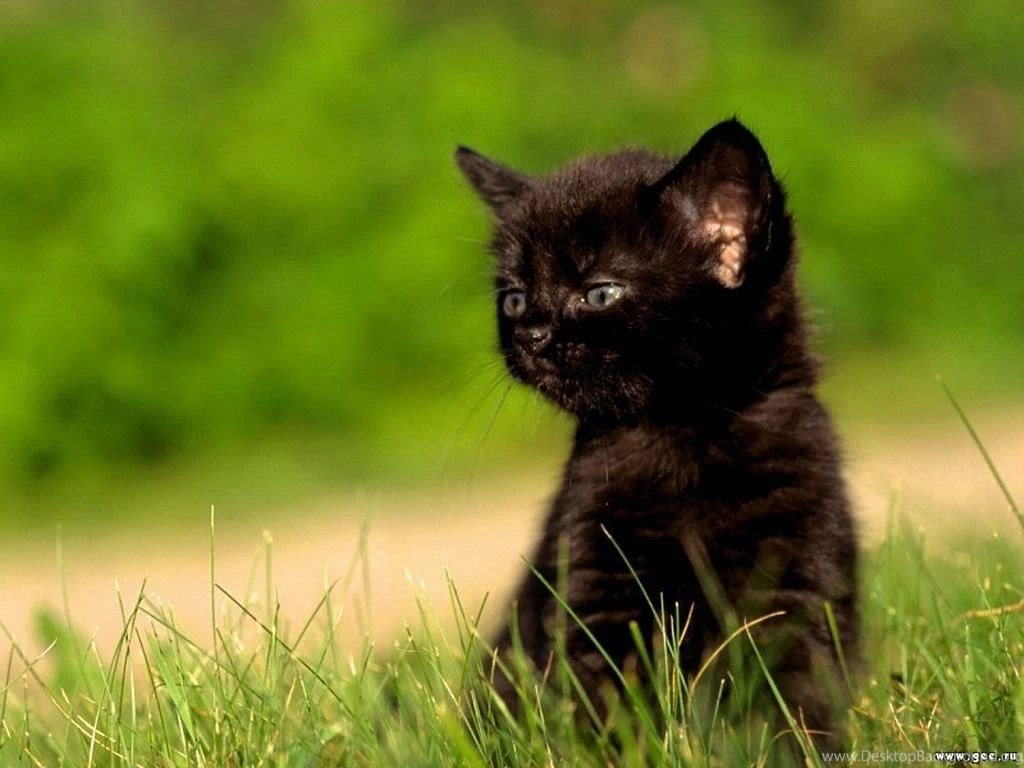 Animals Cats Kittens Wallpapers (