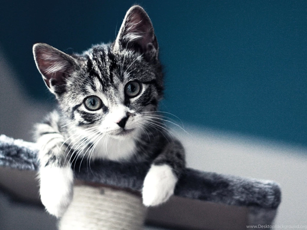 Lots Of Kittens Wallpapers Full HD