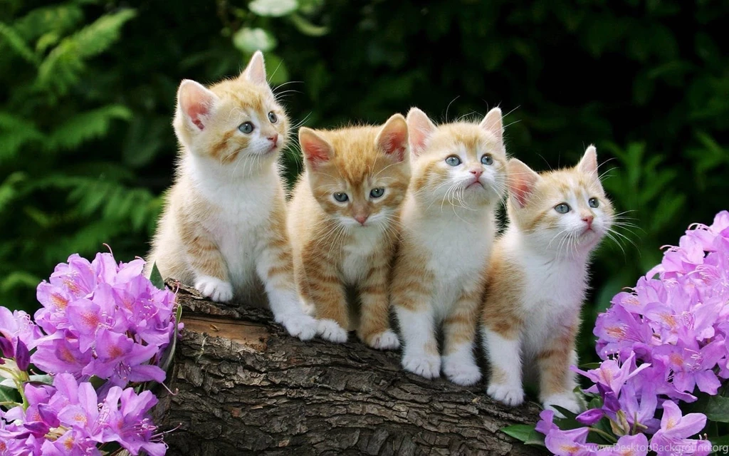 Kitten Achtergronden