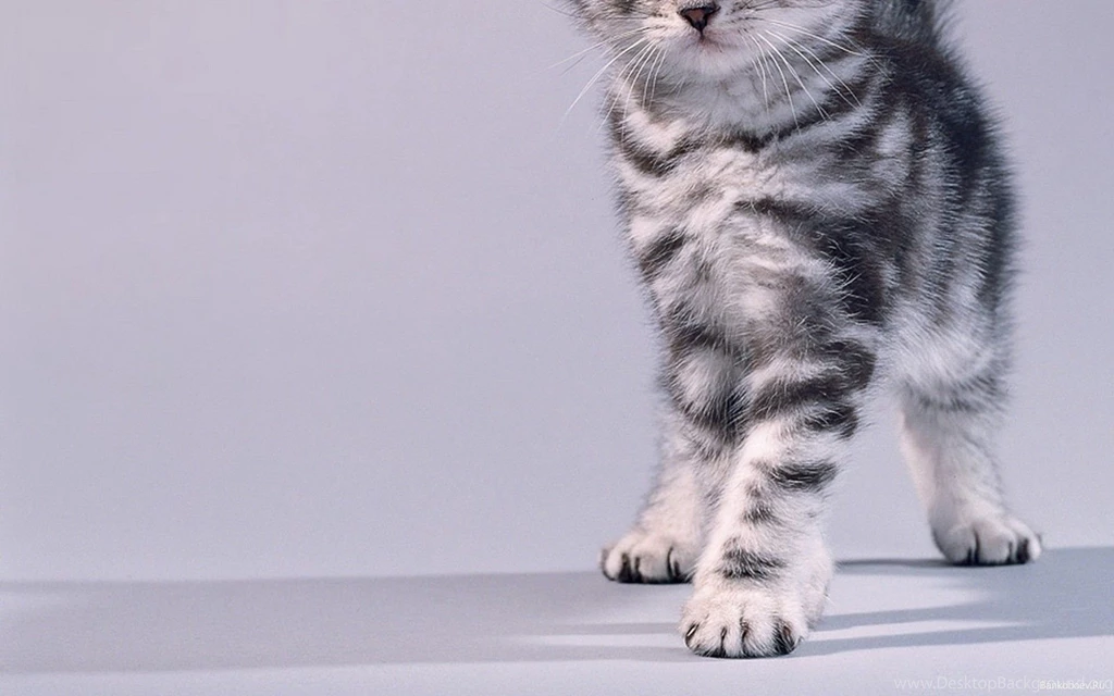 Grey Kitten Wallpapers