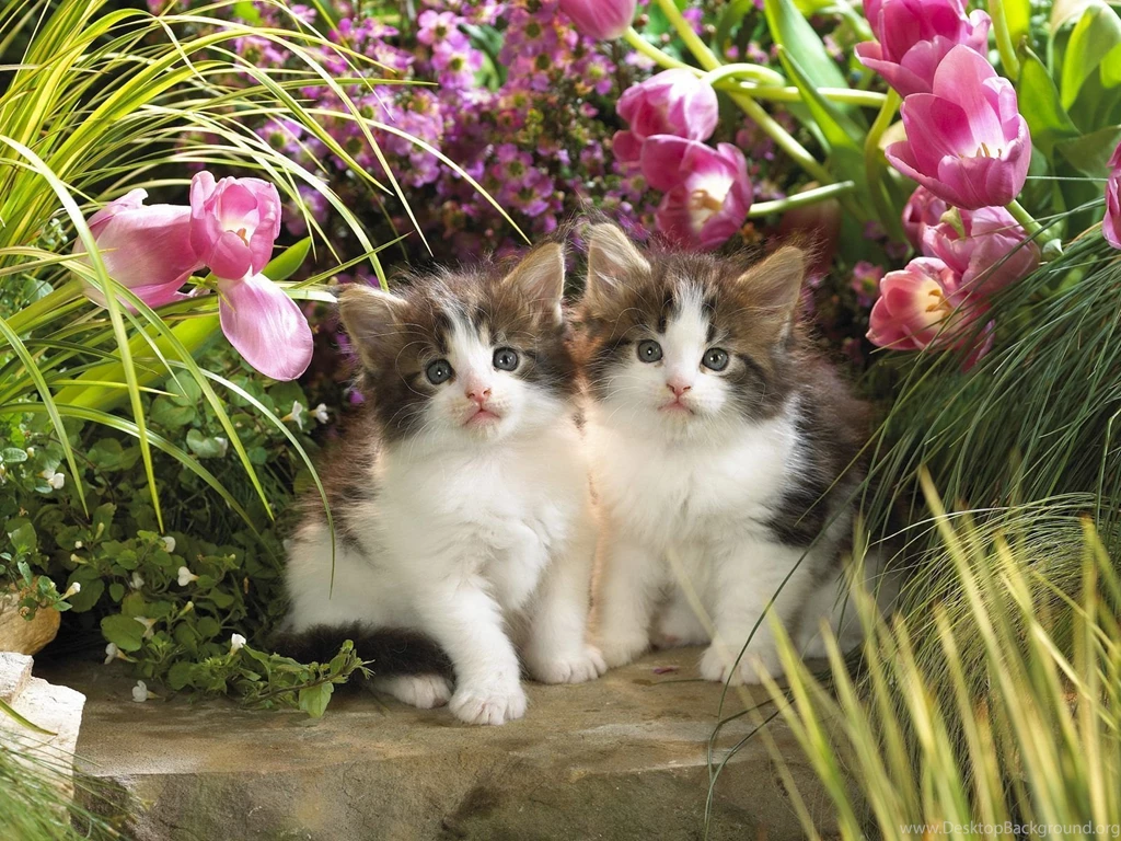 Kittens Wallpapers (