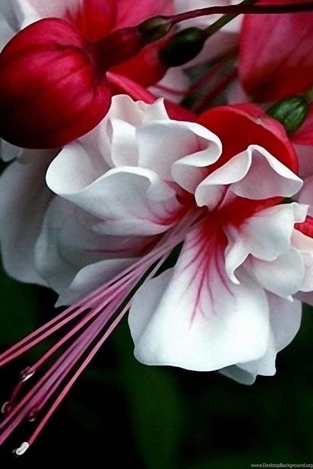 40+ Cool iPhone Wallpaper Backgrounds