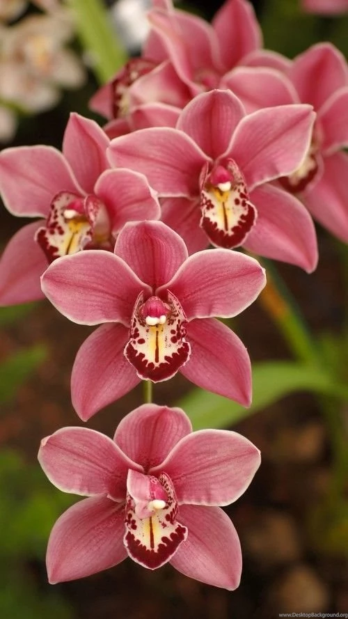 Apple iPhone 6s Wallpapers With Cymbidium Orchid Flower