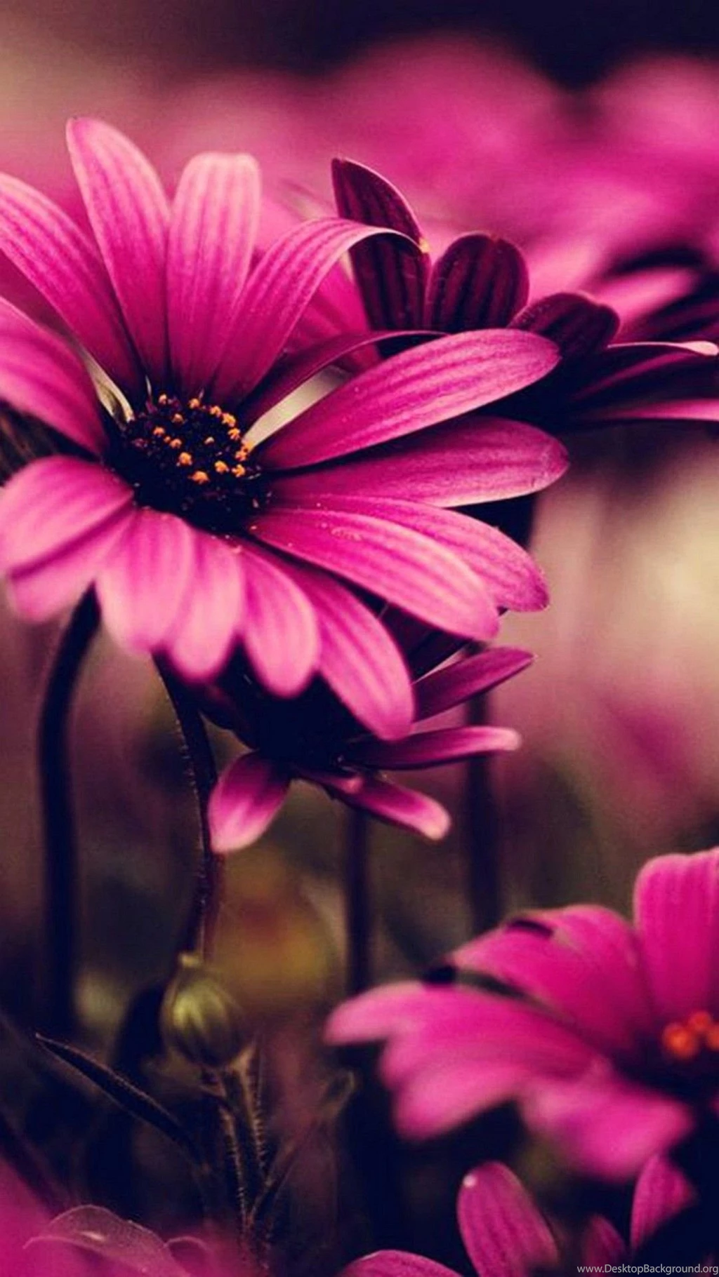 Wallpapers Iphone 6 Plus Pink Flower 5 5 Inches 1080 X 1920 ...