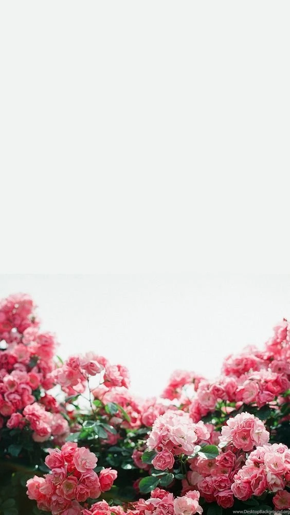 Flowers Backgrounds Iphone On Pinterest