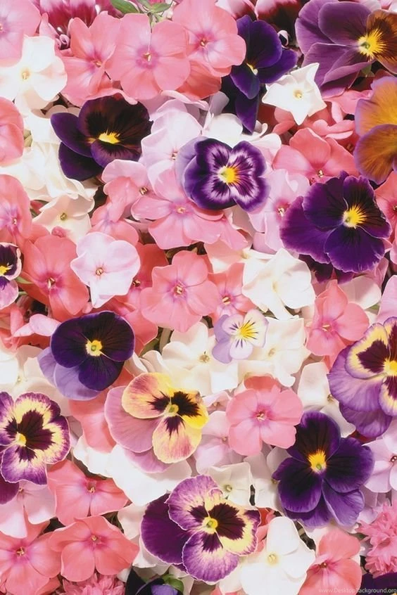 Wallpapers On Pinterest