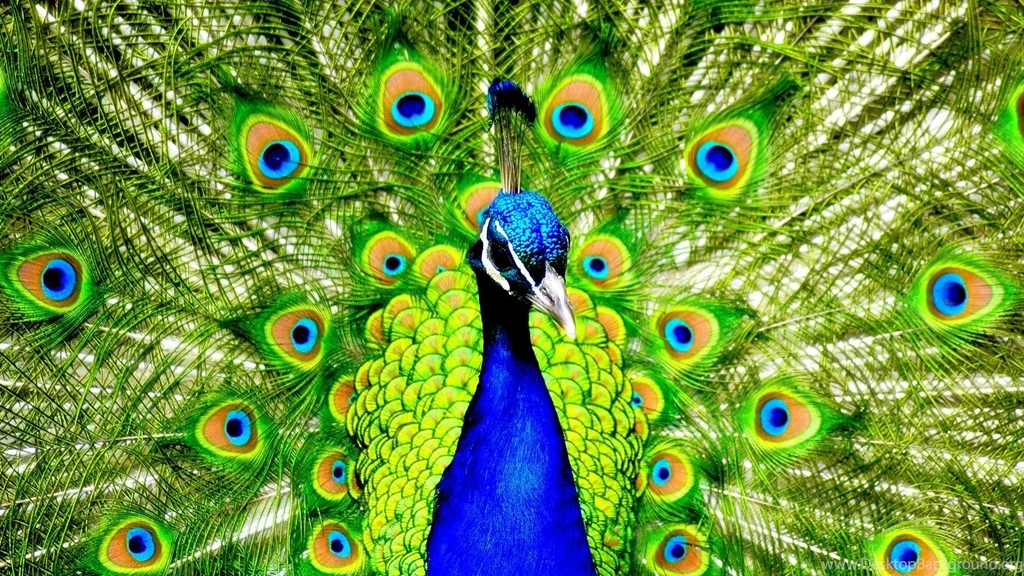 Peacock Wallpapers