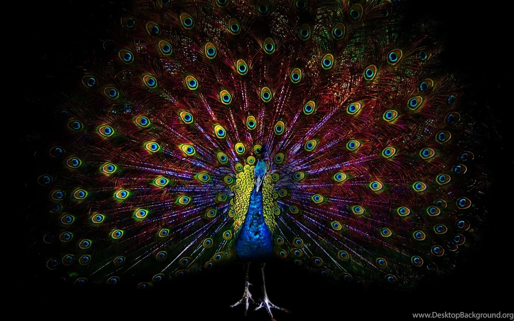 19 Peacock HD Wallpapers