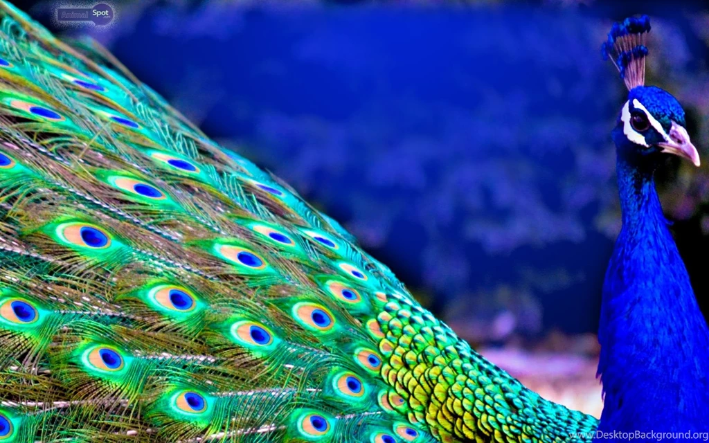 Peacock Wallpapers « Animal Spot