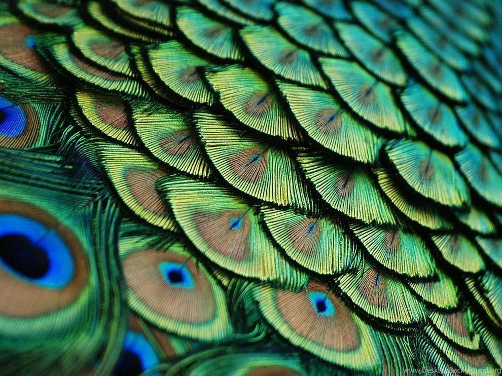 Peacock Wallpaper_hd Wallpaper_download Free Wallpapers