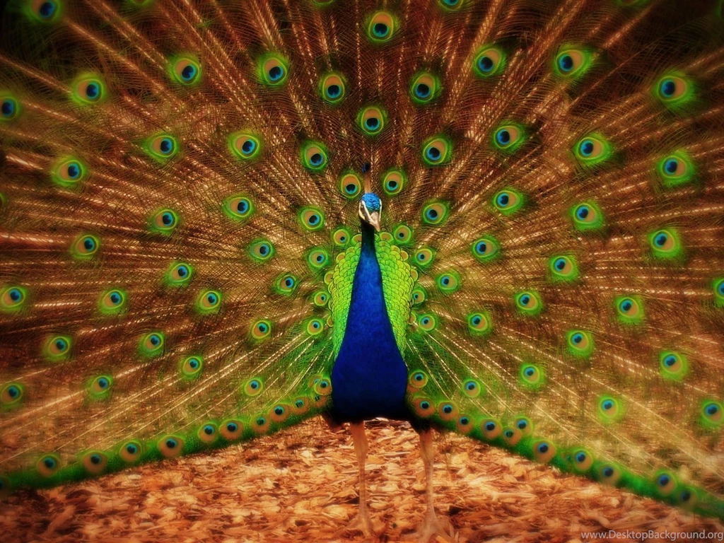 Wallpaper: Peacock Wallpapers