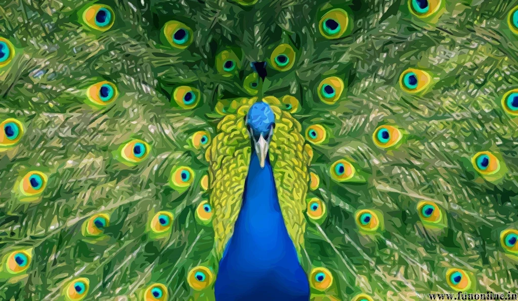 White Peacock Wallpaper Images