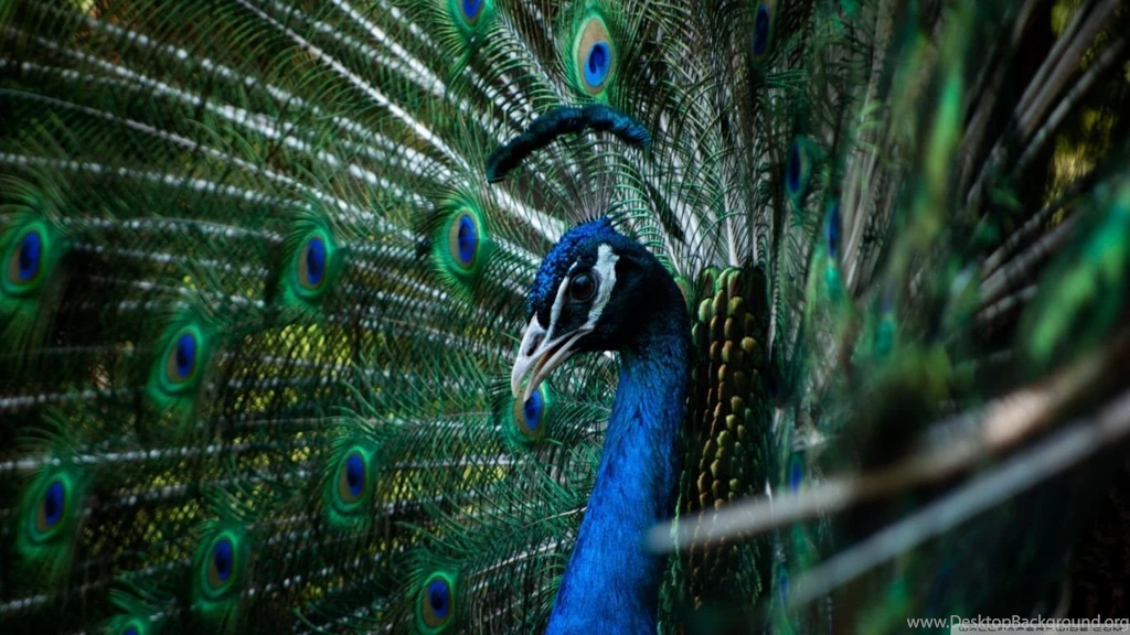 Peacock HD Desktop Wallpapers : Widescreen : High Definition ...