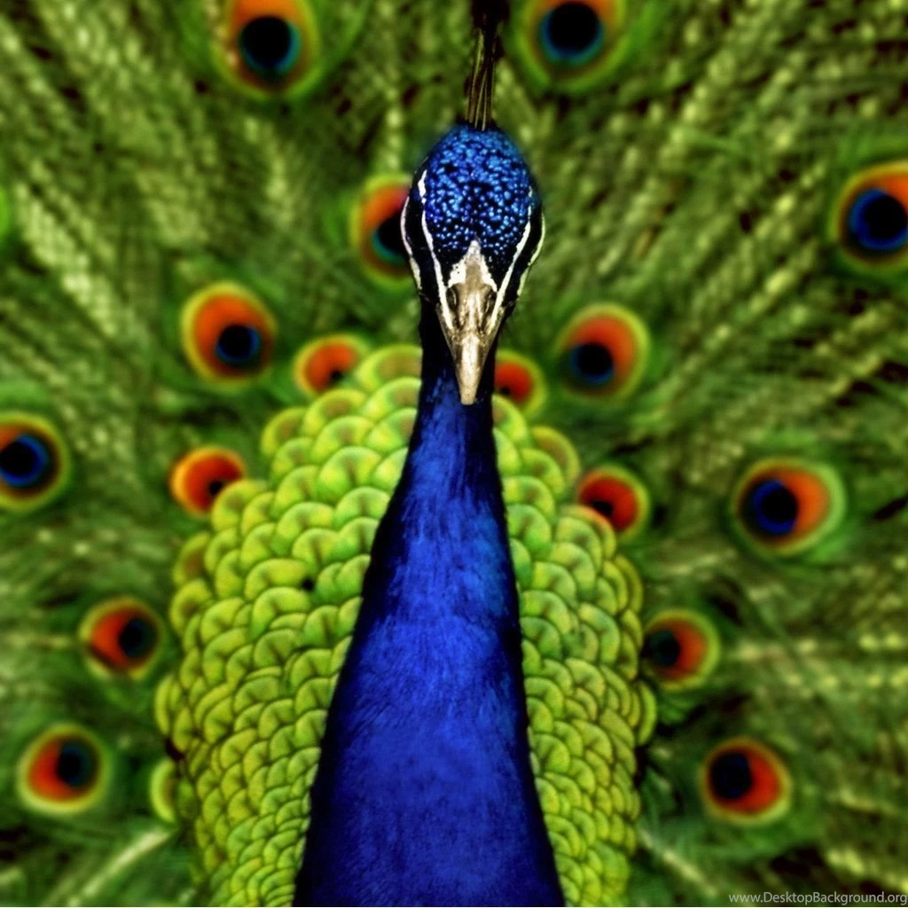 Nice Peacock Images Free Download ~ Allfreshwallpapers