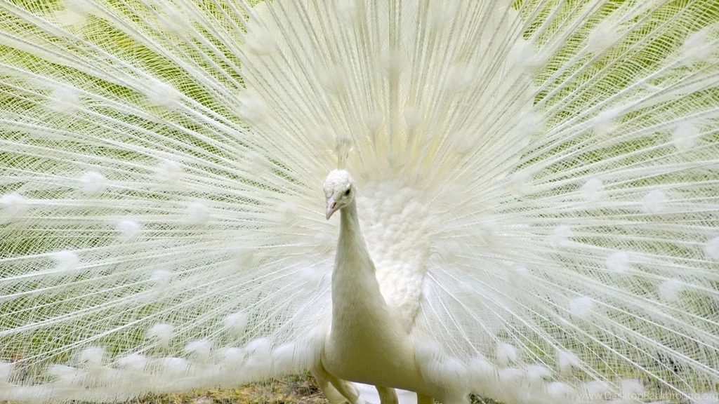 Colourful peacock
