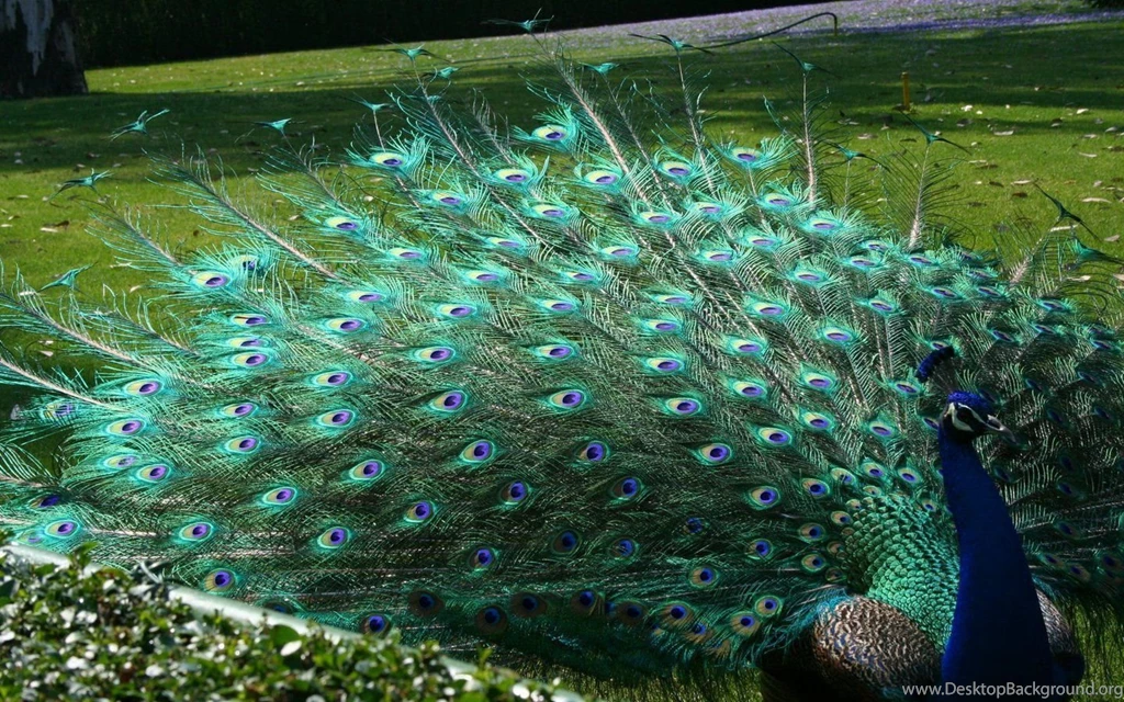 Lovely Wallpapers Of Peacocks HD Images New