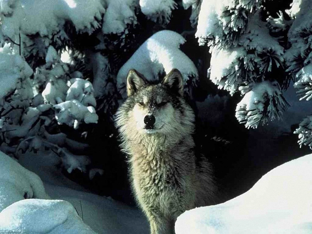 Wolf Wallpapers 1400x1050 Wallpapers,Wolf 1400x1050 Wallpapers ...