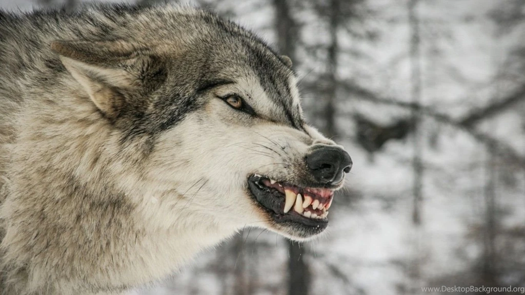 Angry Gray Wolf 800x600px