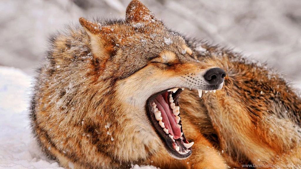 Angry Wolf >> HD Wallpaper, Get It Now!
